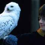 Harry y Hegwid, el significado espiritual de las lechuzas blancas