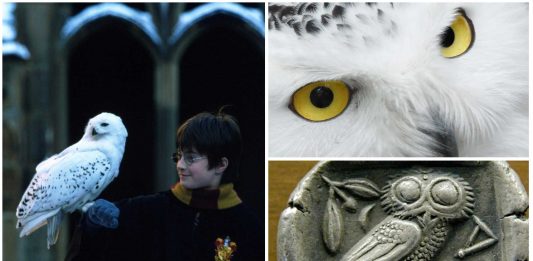 Harry y Hegwid, el significado espiritual de las lechuzas blancas