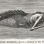 leyendas de sirenas, sirena japonesa, ningyo