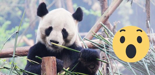 La razón tras el pelaje blanco y negro de los pandas