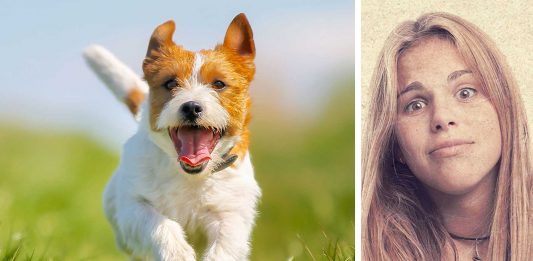 ¿Por qué los perros tienen cambios de energía repentinos? ¡Descubre la razón!