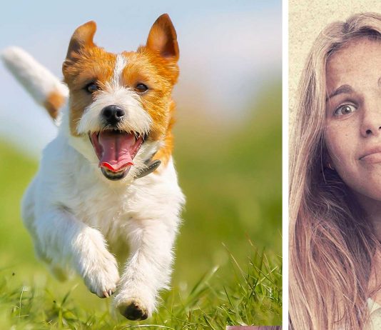 ¿Por qué los perros tienen cambios de energía repentinos? ¡Descubre la razón! ¿Por qué los perros tienen cambios de energía repentinos? ¡Descubre la razón!