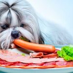 ¿Pueden los perros mentirnos o engañarnos?