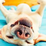perro travieso
