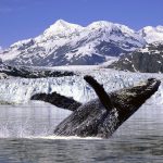 enfriar el ártico ballena