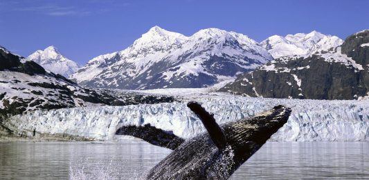 enfriar el ártico ballena