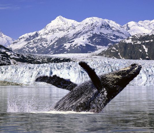 enfriar el ártico ballena