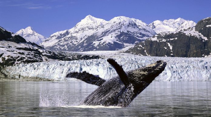 enfriar el ártico ballena