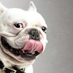 ¿Pueden los perros mentirnos o engañarnos?