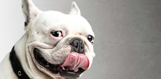 ¿Pueden los perros mentirnos o engañarnos?