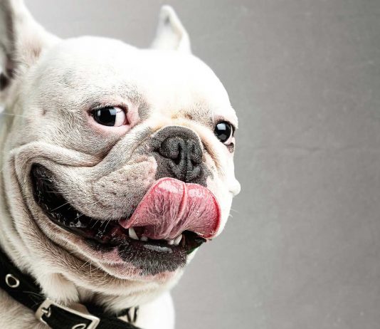 ¿Pueden los perros mentirnos o engañarnos? ¿Pueden los perros mentirnos o engañarnos?