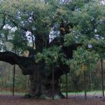 Robin Hood, ¿mito o realidad?