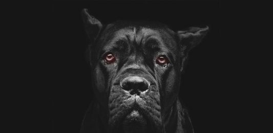 el síndrome del perro negro