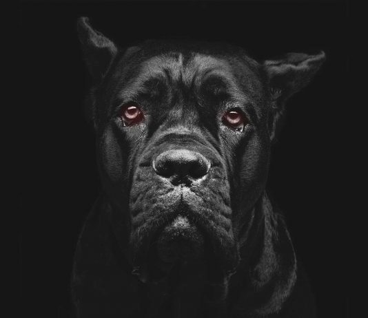 el síndrome del perro negro