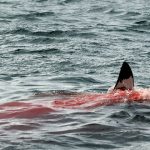 tiburón sangre