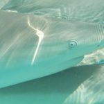 tiburones