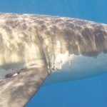 tiburones