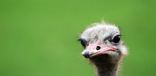 5 mitos de animales que creías ciertos y NO LO SON 5 mitos de animales que creías ciertos y SON FALSOS