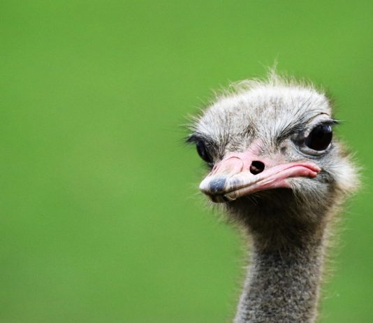 5 mitos de animales que creías ciertos y NO LO SON 5 mitos de animales que creías ciertos y SON FALSOS