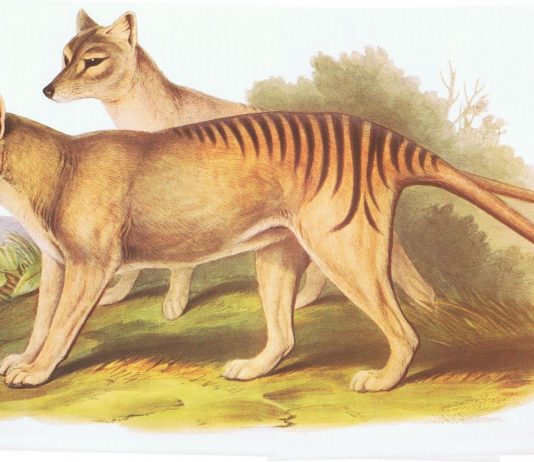 Detectan a un tigre de Tasmania aunque se creía extinto Detectan a un tigre de Tasmania aunque se creía extinto