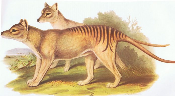 Detectan a un tigre de Tasmania aunque se creía extinto