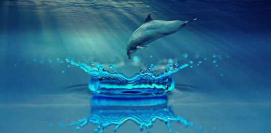 Lo científicos dieron LSD a delfines y esto es lo que descubrieron Lo científicos dieron LSD a delfines y esto es lo que descubrieron