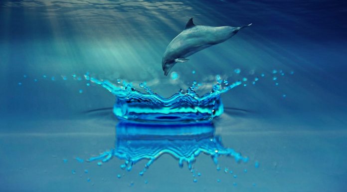 Lo científicos dieron LSD a delfines y esto es lo que descubrieron