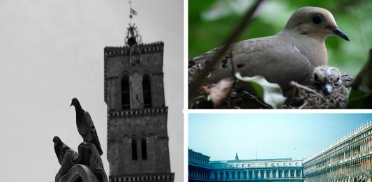 ¿Por qué nunca vemos crías de paloma o pichones? ¿Por qué nunca vemos crías de paloma o pichones?