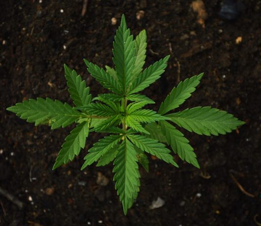 ¿Por qué las mujeres son más sensibles a los efectos del cannabis? ¿Por qué las mujeres son más sensibles a los efectos del cannabis?