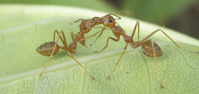 ¿Sabes por qué se besan las hormigas?