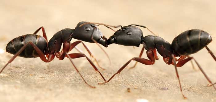 ¿Sabes por qué se besan las hormigas?
