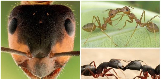 ¿Sabes por qué se besan las hormigas?