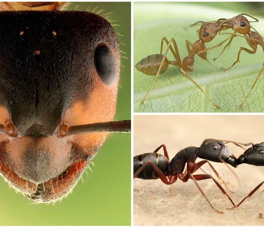 ¿Sabes por qué se besan las hormigas? ¿Sabes por qué se besan las hormigas?