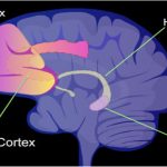 La terapia del silencio, el nuevo tratamiento para el estrés
