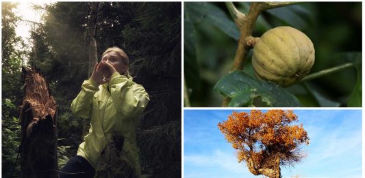 Algunos árboles explotan, se suicidan o chillan, ¿lo sabías?