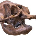 Cíclopes, ¿pudieron existir?