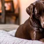 Qué-ocurre-cuando-dejas-a-tu-perro-solo-en-casa-Quizás-no-lo-sepas