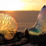 Aclara-la-dentadura-6-datos-inesperados-sobre-la-orina-que-no-querrás-perderte