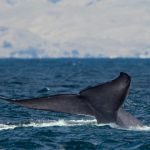 ¿Cómo llegaron a ser tan grandes las ballenas? Esta es la teoría
