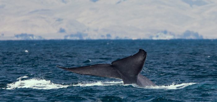 ¿Cómo llegaron a ser tan grandes las ballenas? Esta es la teoría
