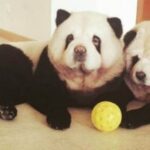 Chow Chow Panda