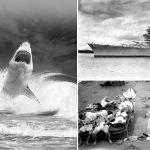 El-PEOR-ataque-de-tiburones-de-la-historia-De-pesadilla
