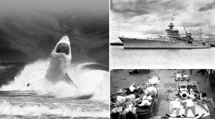 El PEOR ataque de tiburones de la historia. De pesadilla