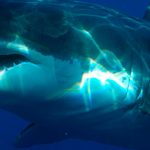 El-PEOR-ataque-de-tiburones-de-la-historia.-De-pesadilla