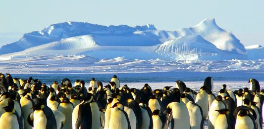 La Antártida se está tornando más verde y esta es la razón La Antártica se está tornando más verde y este es la razón