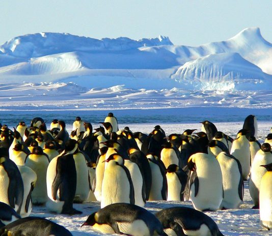 La Antártida se está tornando más verde y esta es la razón La Antártica se está tornando más verde y este es la razón