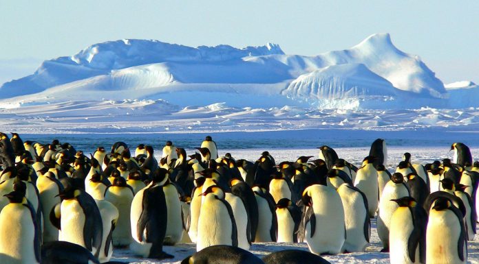 La Antártica se está tornando más verde y este es la razón