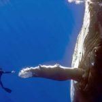 La historia detrás de esta increíble fotografía de un buceador y una ballena