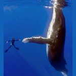 La historia detrás de esta increíble fotografía de un buceador y una ballena