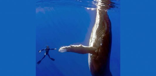La historia detrás de esta increíble fotografía de un buceador y una ballena